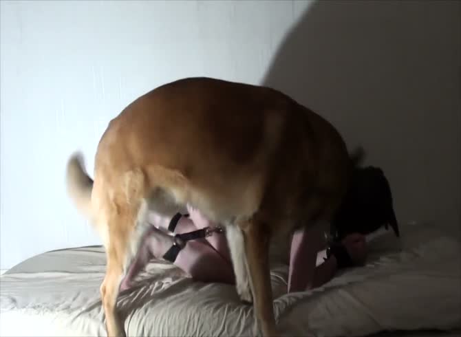 Mansexdog - Carodenius - Man tied down and pounded by a dog - Zoo Porn Dog at Katitube