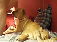 Dog secretly licks cock under the table during dinner - Zoo Porn ...