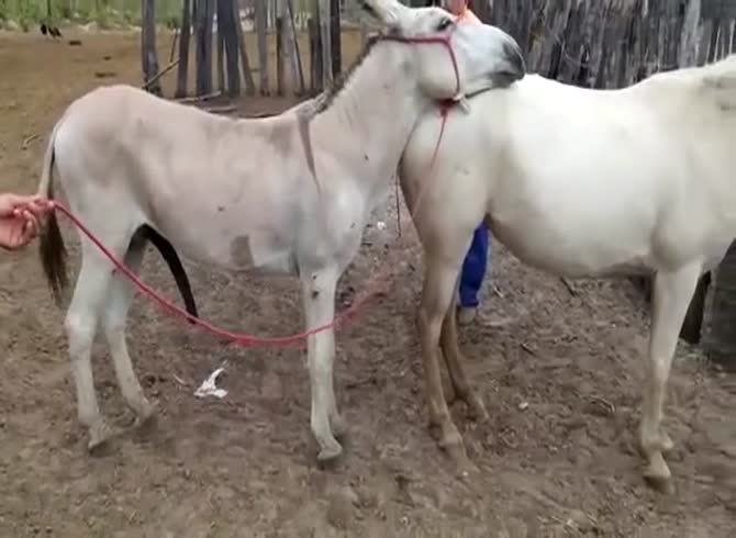Xxx Mating Horse Porn Video - Donkey breeding mare - Zoo Porn Horse, Zoo Porn With Men at Katitube