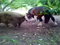Horse fucks pig sow - Zoo Porn Horse at Katitube