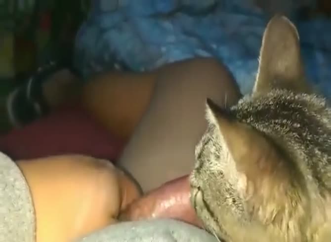 Porn video for tag : Cat licking cock