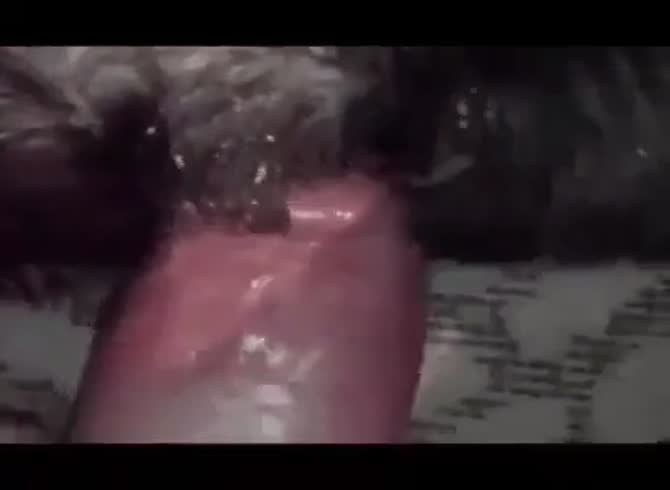 Me fucking my ex gfs dog,my first and only time ever do - Zoo Porn ...