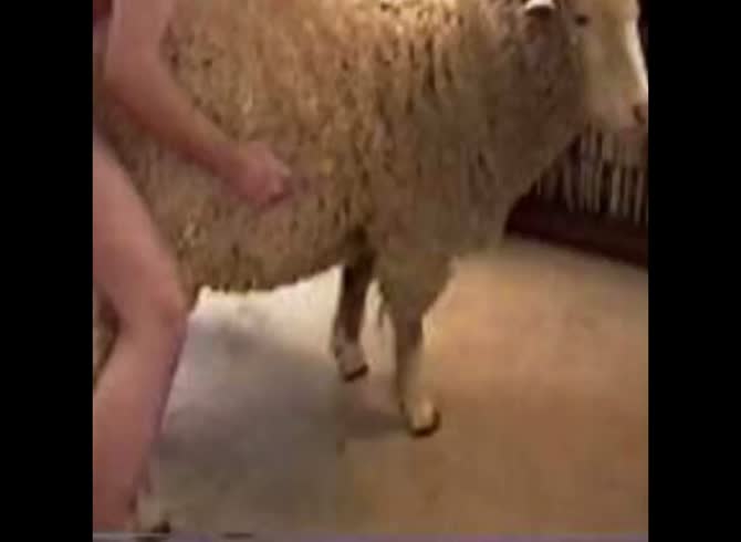 670px x 490px - Post party sheep fuck - Zoo Porn Other, Zoo Porn With Men at Katitube