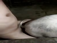 Schweinefilm,animalboy2