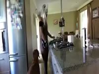 The Maid 
