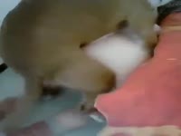 Fat slut orgasms from dog cock in bestiality porn - Zoo Porn Dog ...