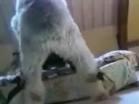 Search kinky Results on Katitube for: zsana dog 1 - Page 226