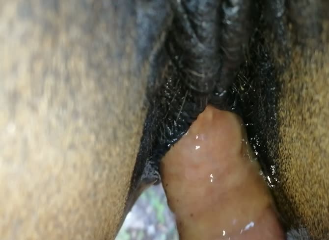 670px x 490px - pee in horse pussy - Zoo Porn Horse, Zoo Porn With Men at Katitube