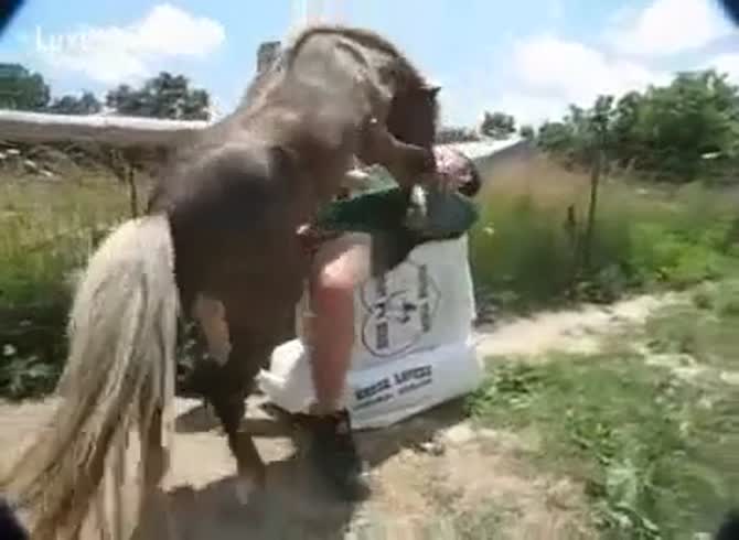 Girl Fucked By Horse