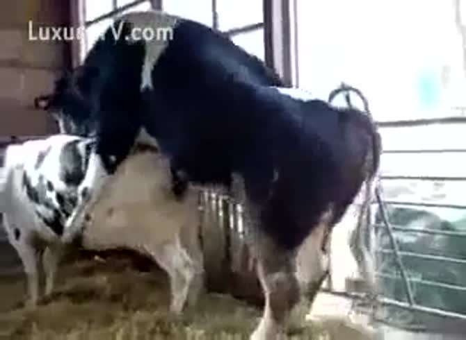 Animal XXX ] Cows fucking at the farm - Zoo Porn Other at Katitube