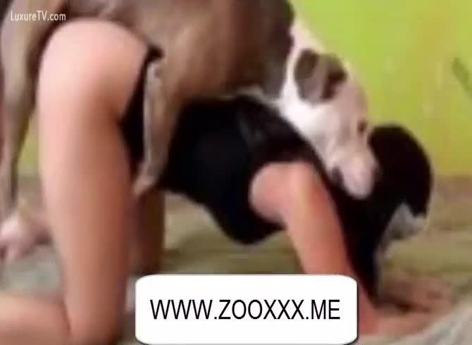 Beastiality Porn Movie - Hot doxy engulfing ramrod and screwed by dog - Zoo  Porn Dog at Katitube