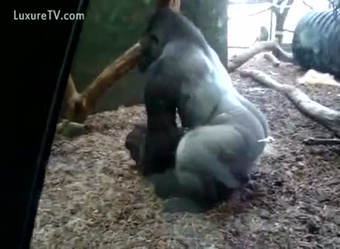 670px x 490px - Pet Sex - Huge silverback gorilla fucking his cage fellow - Zoo Porn  Amateur, Zoo Porn Other at Katitube