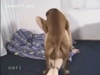 [ Bestiality Sex Tube ] She sleeps with her dog - Zoo Porn Dog at Katitube