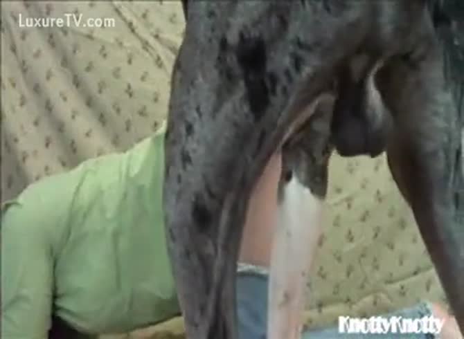 Animal Porn Film - Special ripped jeans for her doggy - Zoo Porn Dog at  Katitube