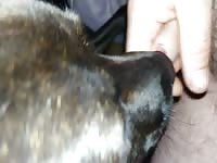 Dog eating my cum