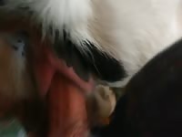 Man fucks young cow pussy