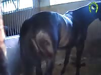 Horse pooping