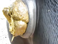 Horse pooping out turds