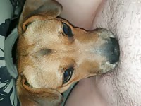 My dog licking my pussy 
