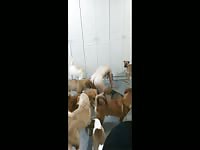 Chinese girl got Gangbanged by DOGS