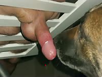 Dog Licks Thick Cock Dripping Cum Load