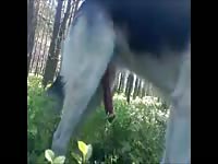 Dog in the forest1