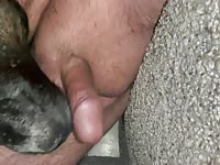 Neighbors Dog Licks My Cock to Hardness & explosive cum