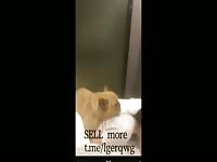 Chinese girlfriend play with his boyfriend's dog