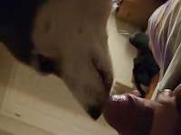 Husky licks my teen cock