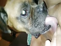 Amateur horny bbw enjoys dog licking her wet pussy