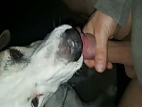 Big dog licks my cock n cum