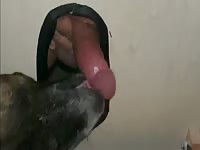 Dog licks cock through glory hole causing Orgasm. 
