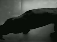 Zoo porn dog
