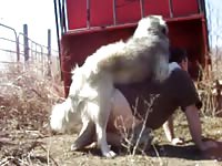 Pyrenees mount & tie mavsboy gaybeast rip