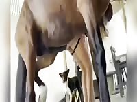 La cagna inculata dal cavallo