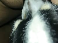 Dog licking pussy