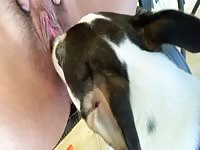 Dog licking pussy outside pt2