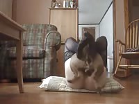Sexy slut got a dog fucking her hard in the pussy