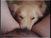 Dog eating the pussy of a nasty babe