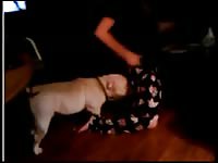 Dog fucking a hot chick with his big dog dick