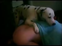 Lady getting fucked and pounded by dog's hard dick