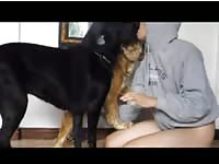 Gay beastie gal having sex with two dogs