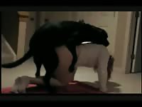 Sexy lady got fucked and pounded by black dog xxx