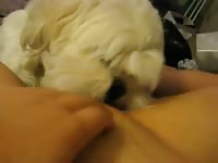 Cute white dog eating the pussy of masturbating slut