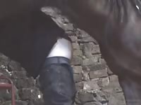 Gay and horse anal sex in zoophilia porno