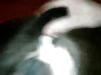 Amateur beastiality lover getting smashed by dog