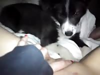 Dog eating the pussy of beastiality lover