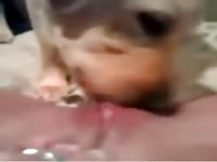 Dog eating the pussy of zoophilia lover