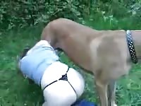 Slut got fucked in a green grassy field by dog xxx