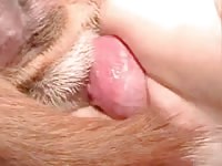 Brown dog fucking a lady's wet pussy
